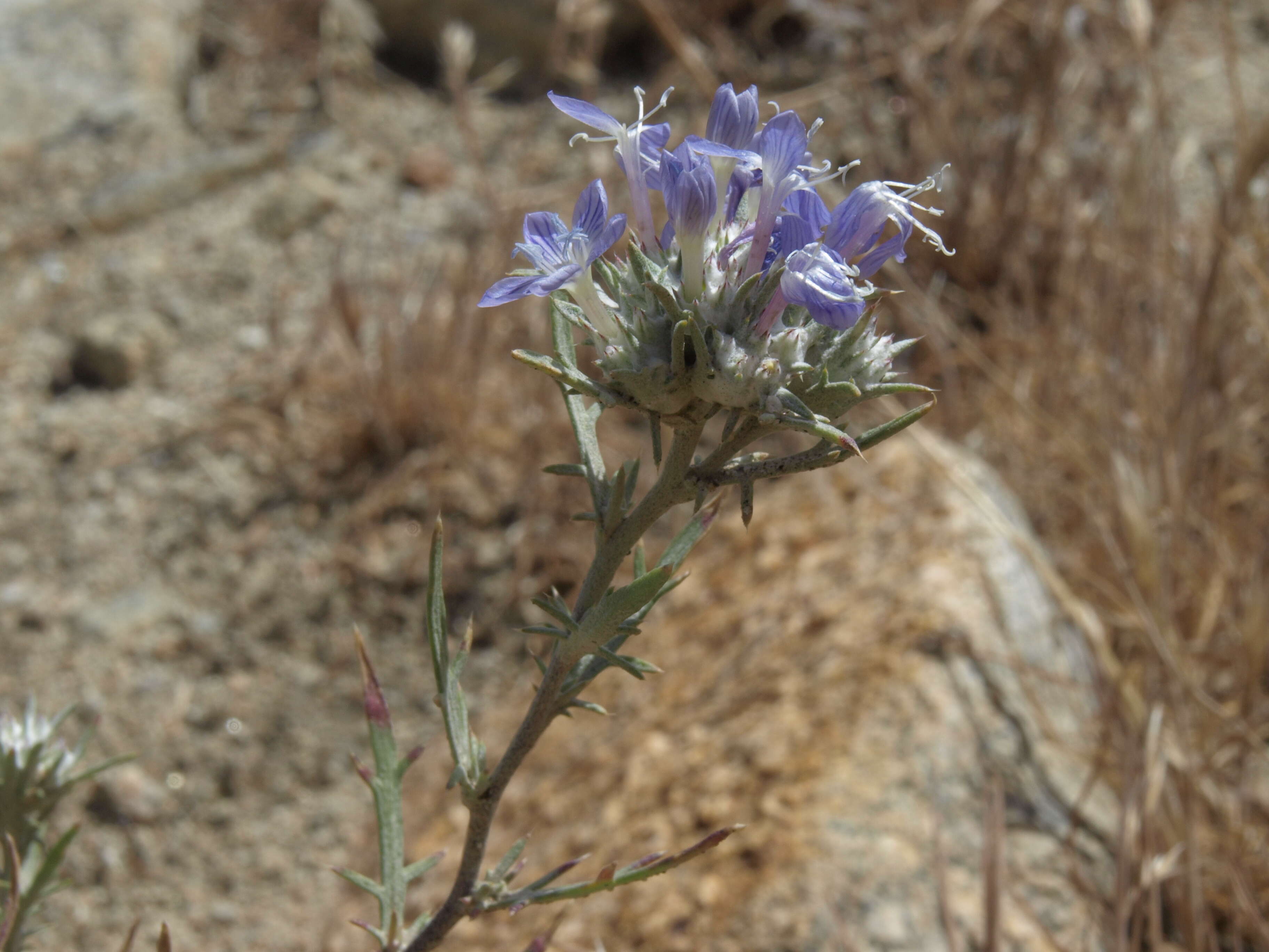 Image de Eriastrum densifolium (Benth.) Mason