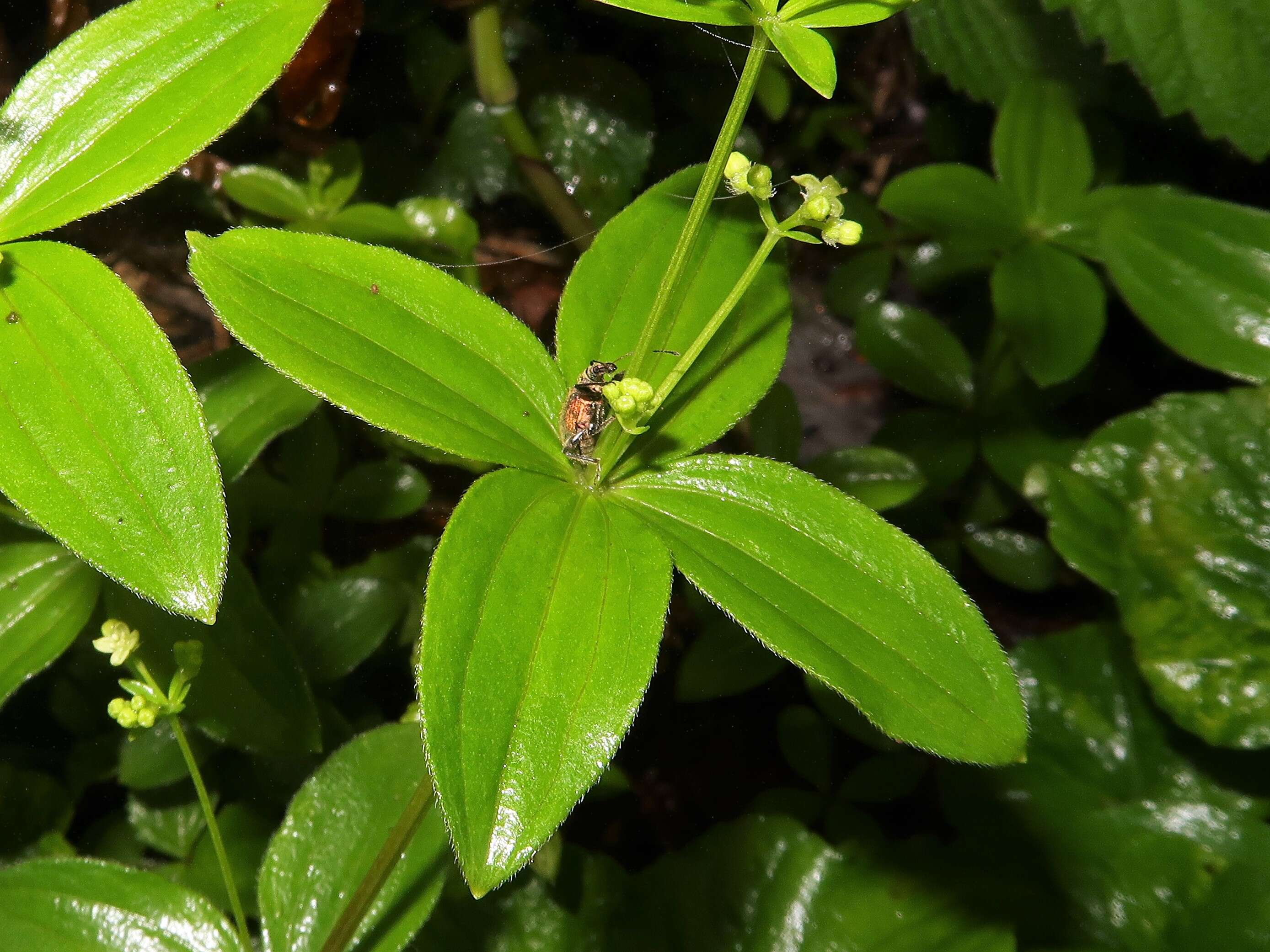 Image of boreal bedstraw