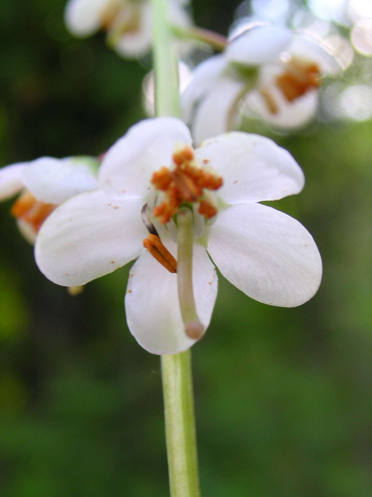 Image of waxflower shinleaf