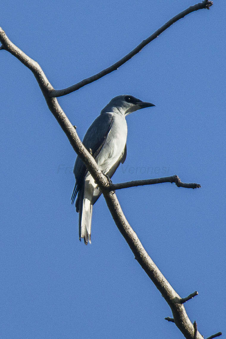 Imagem de Coracina papuensis (Gmelin & JF 1788)