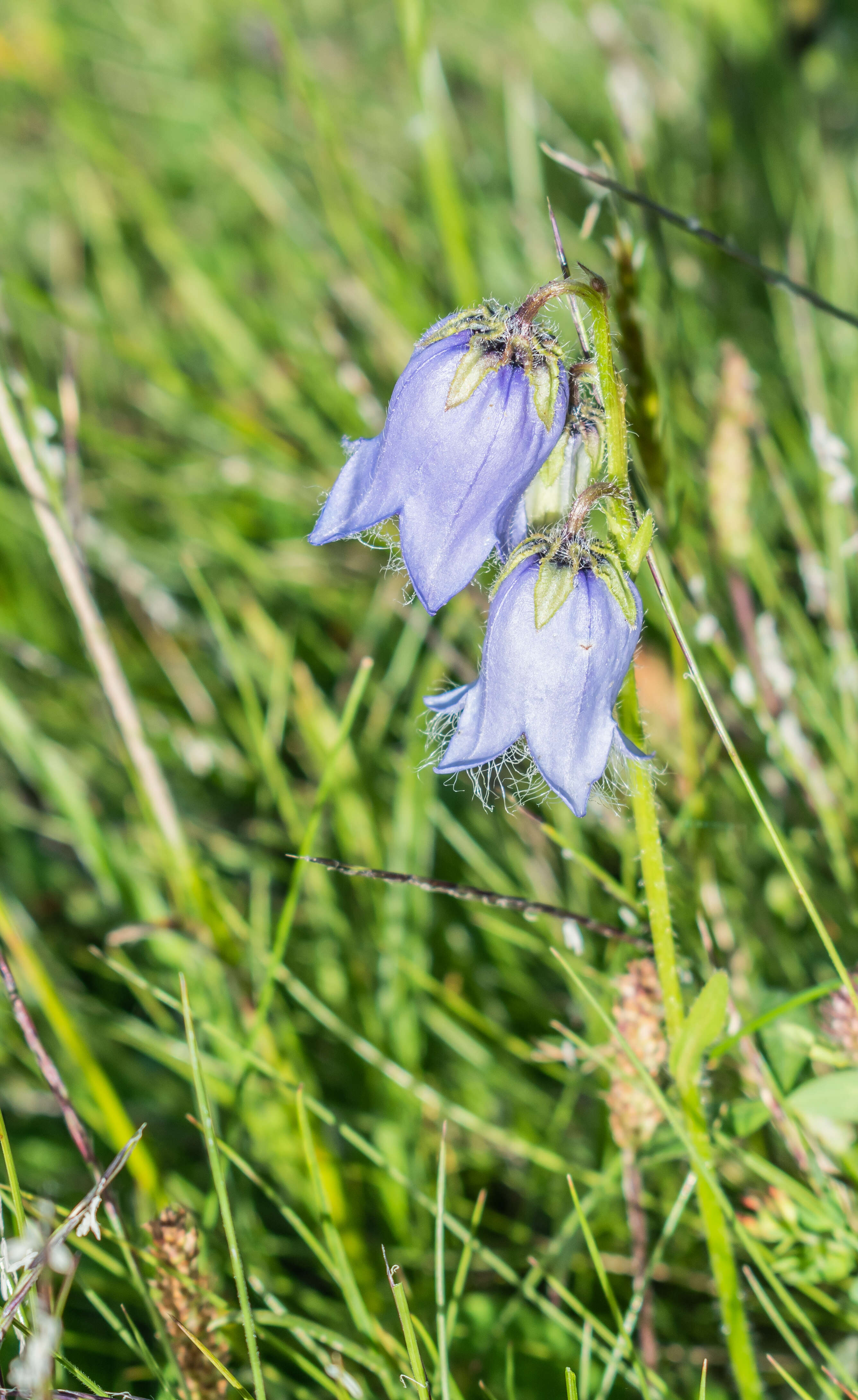 Image of Bearded Bellflower