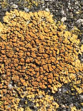 Image of orange lichen