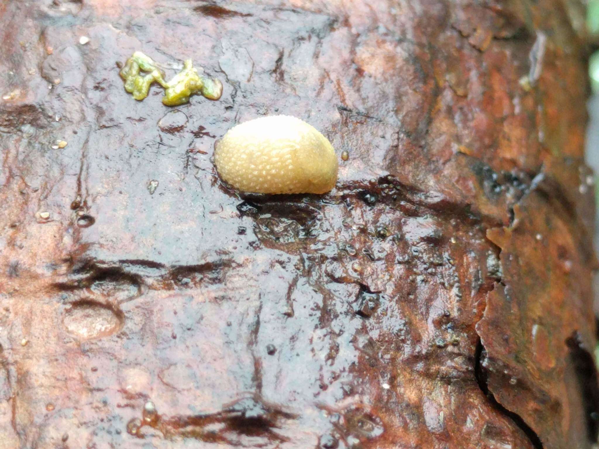 Image of hedgehog slug