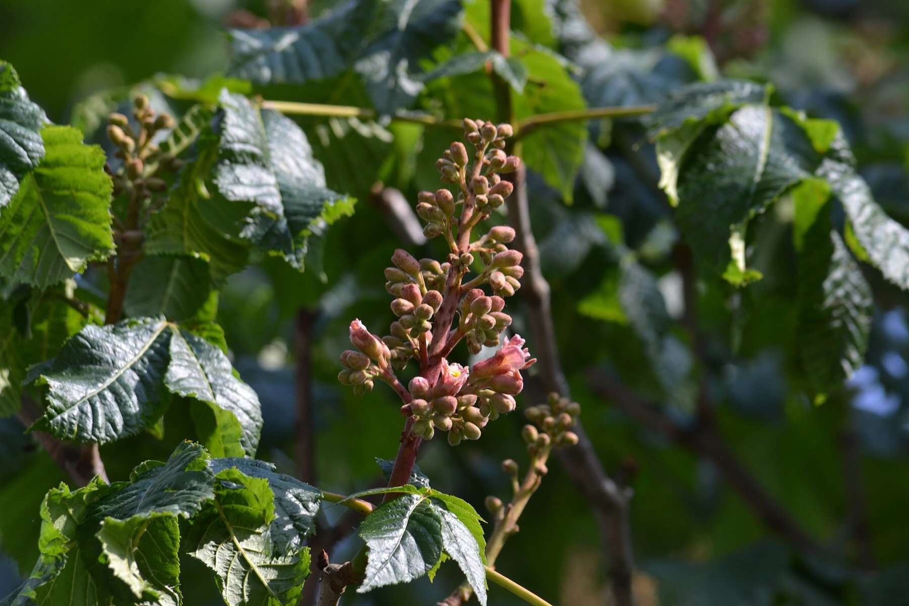 Image of red horse-chestnut