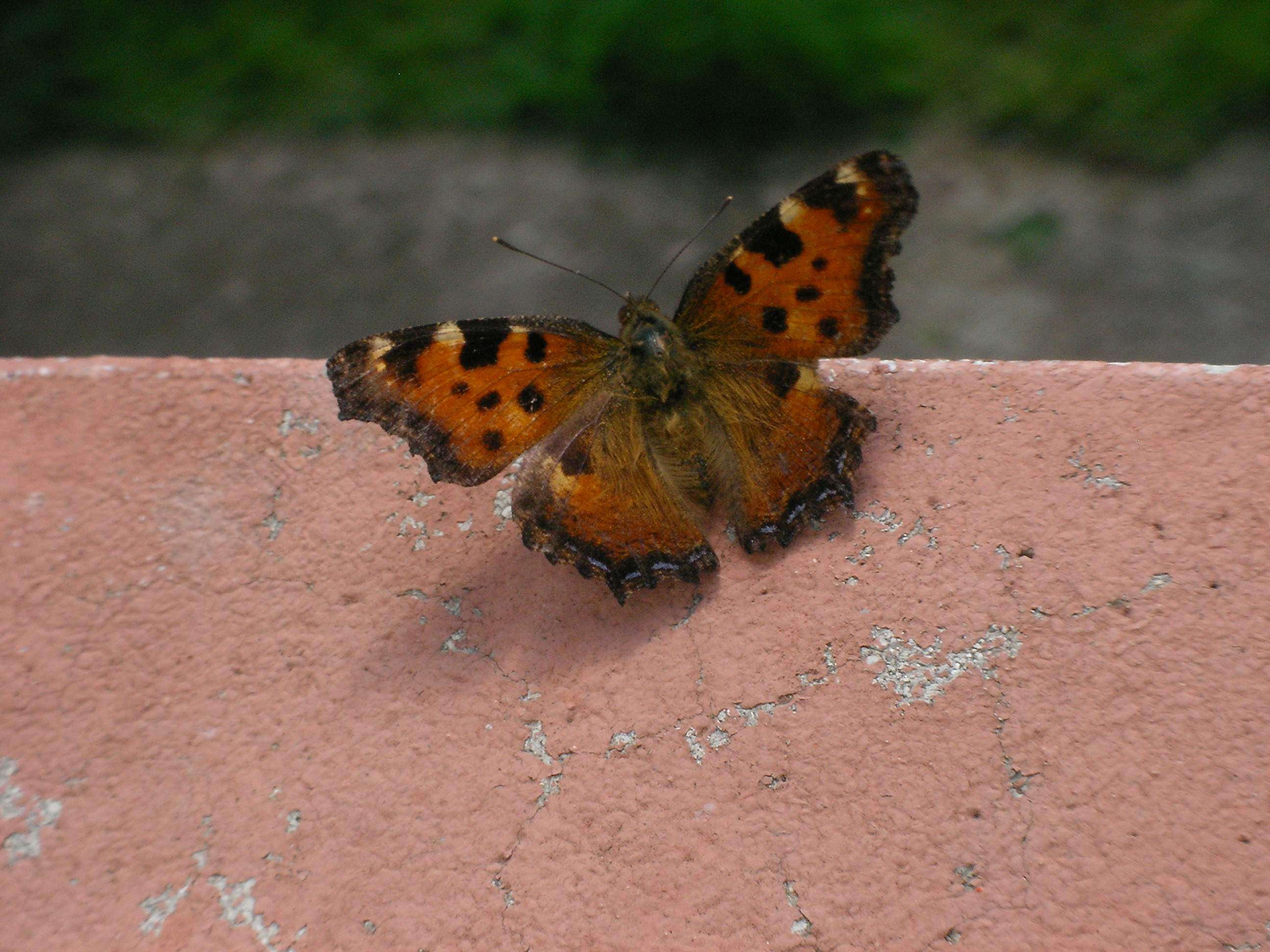 Nymphalis polychloros Linnaeus 1758 resmi