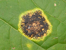 Image of European tar spot