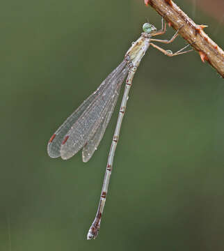 Image of Lestes patricia Fraser 1924