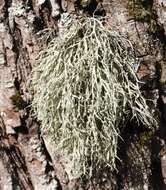 Image of farinose cartilage lichen