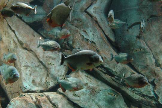 Image of Red-bellied piranha