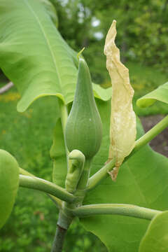 Image of Big-Leaf Magnolia