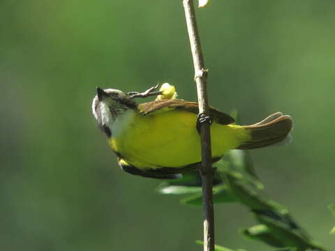 صورة Myiozetetes cayanensis (Linnaeus 1766)