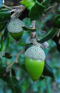 Image of Holm Oak