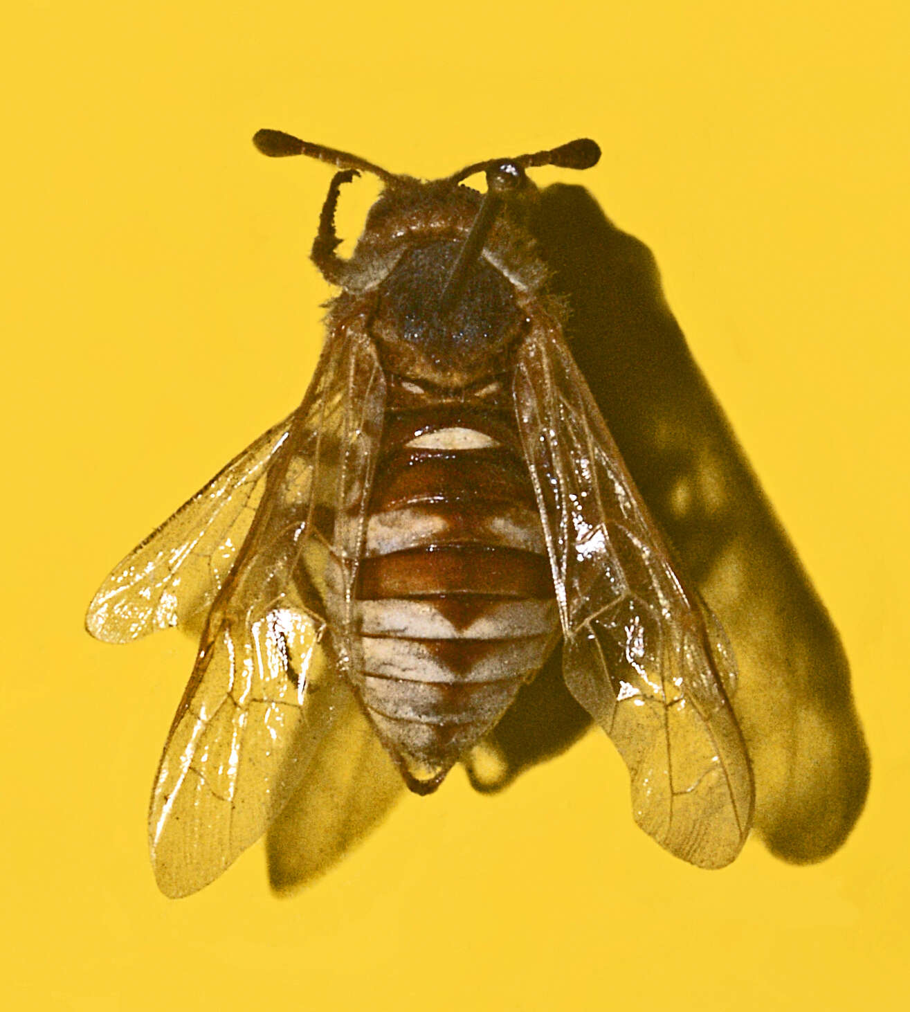 Image of Cimbex quadrimaculatus