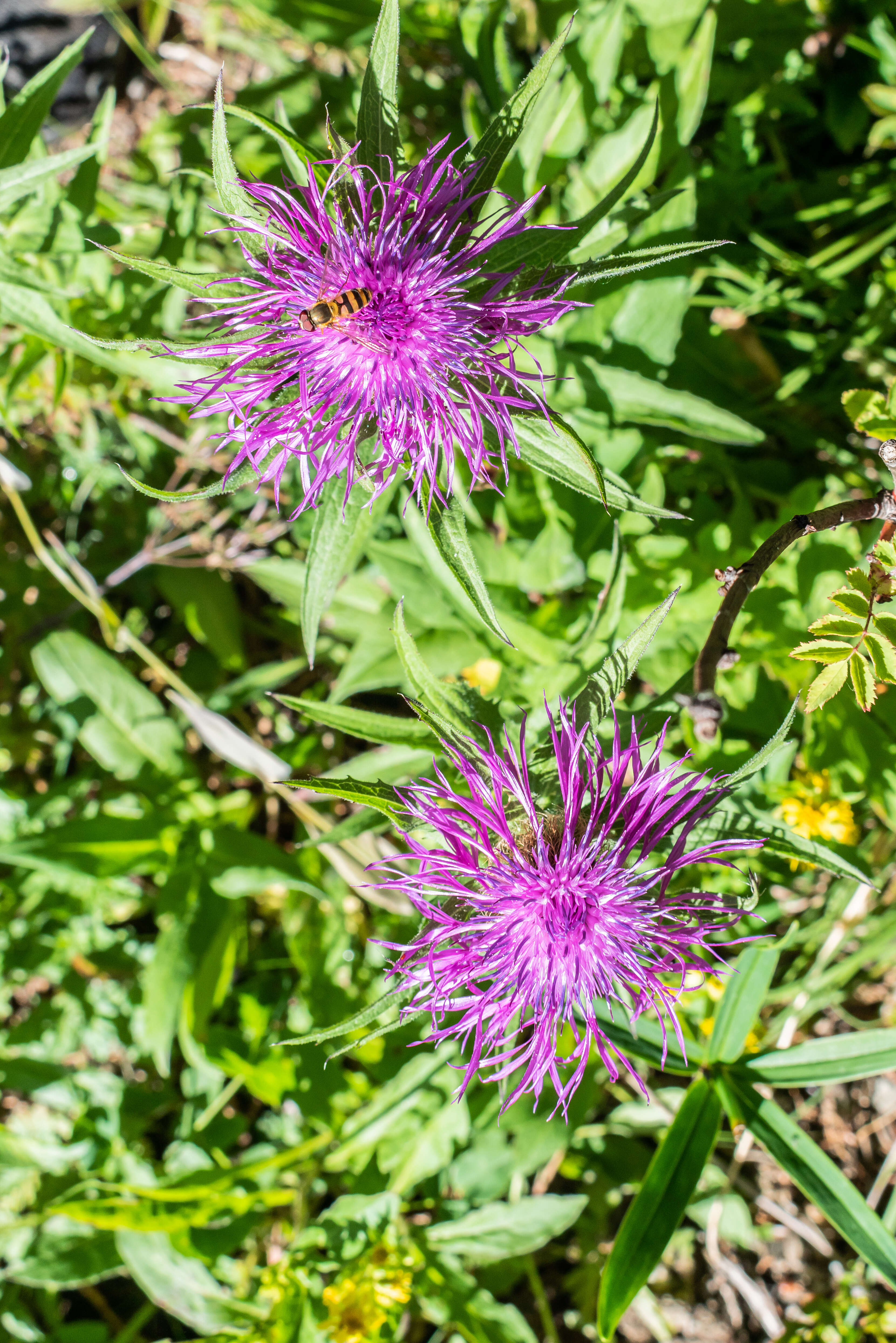 Centaurea nervosa Willd. resmi