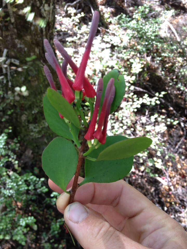 Image de Peraxilla tetrapetala