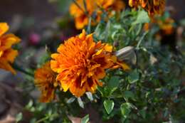 Image of French marigold