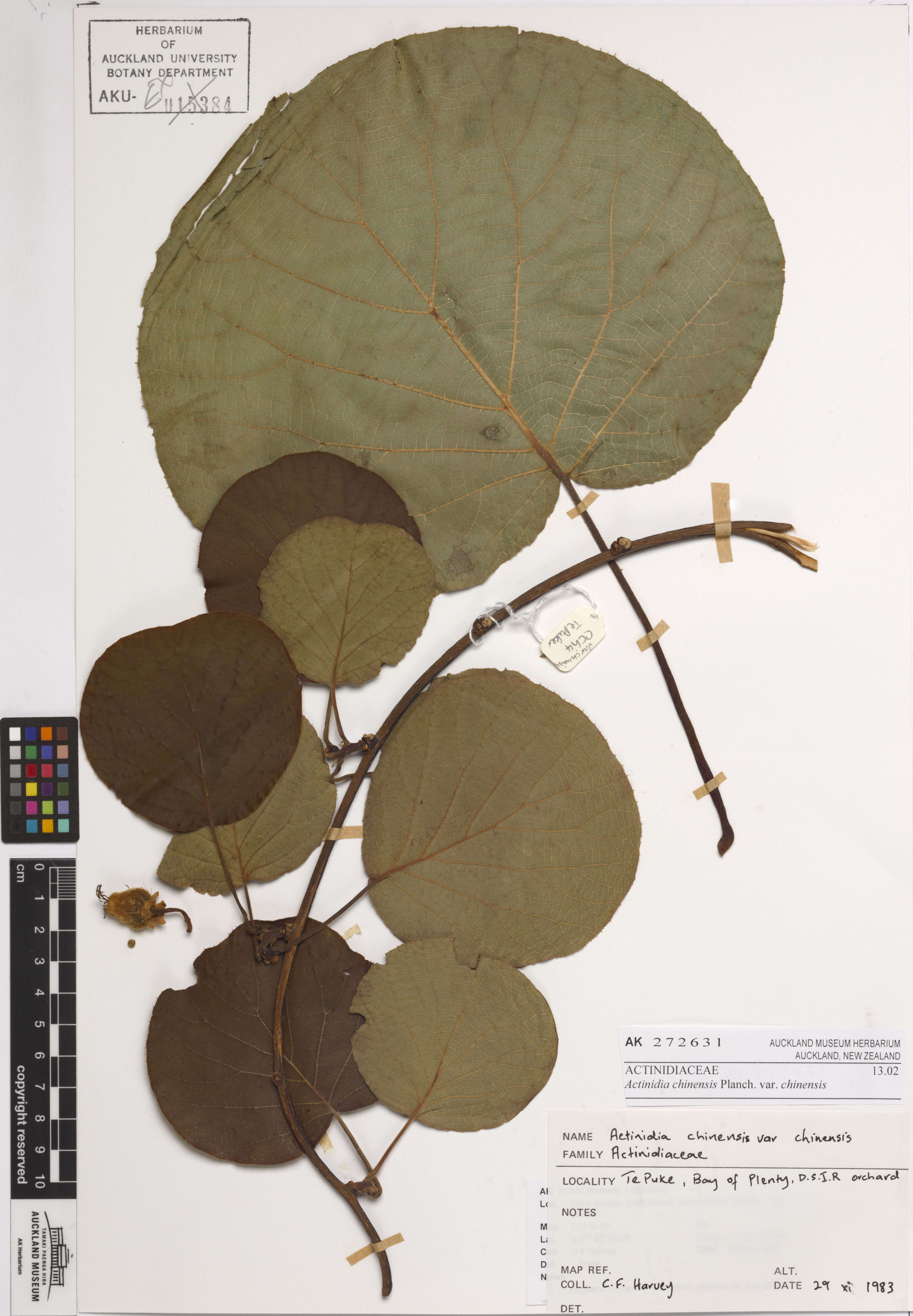 Image de Actinidia chinensis Planch.