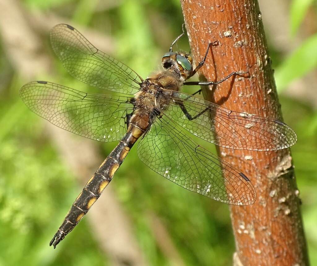 Image of Beaverpond Baskettail