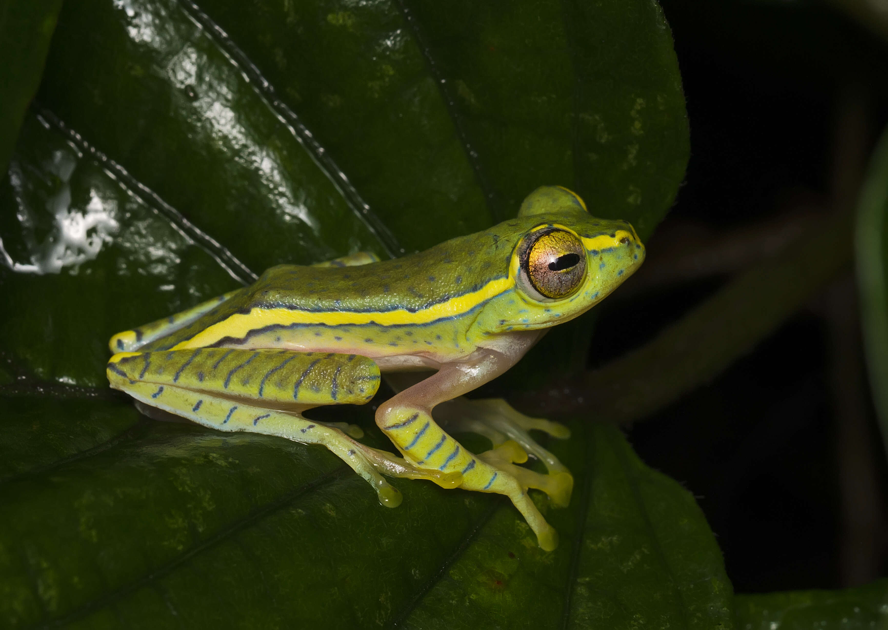 Image of Boulenger's Tree Frog