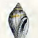 صورة Eucithara subglobosa (Hervier 1897)