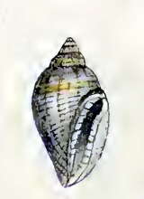 Image of Eucithara subglobosa (Hervier 1897)