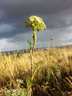 Image of Seseli annuum L.