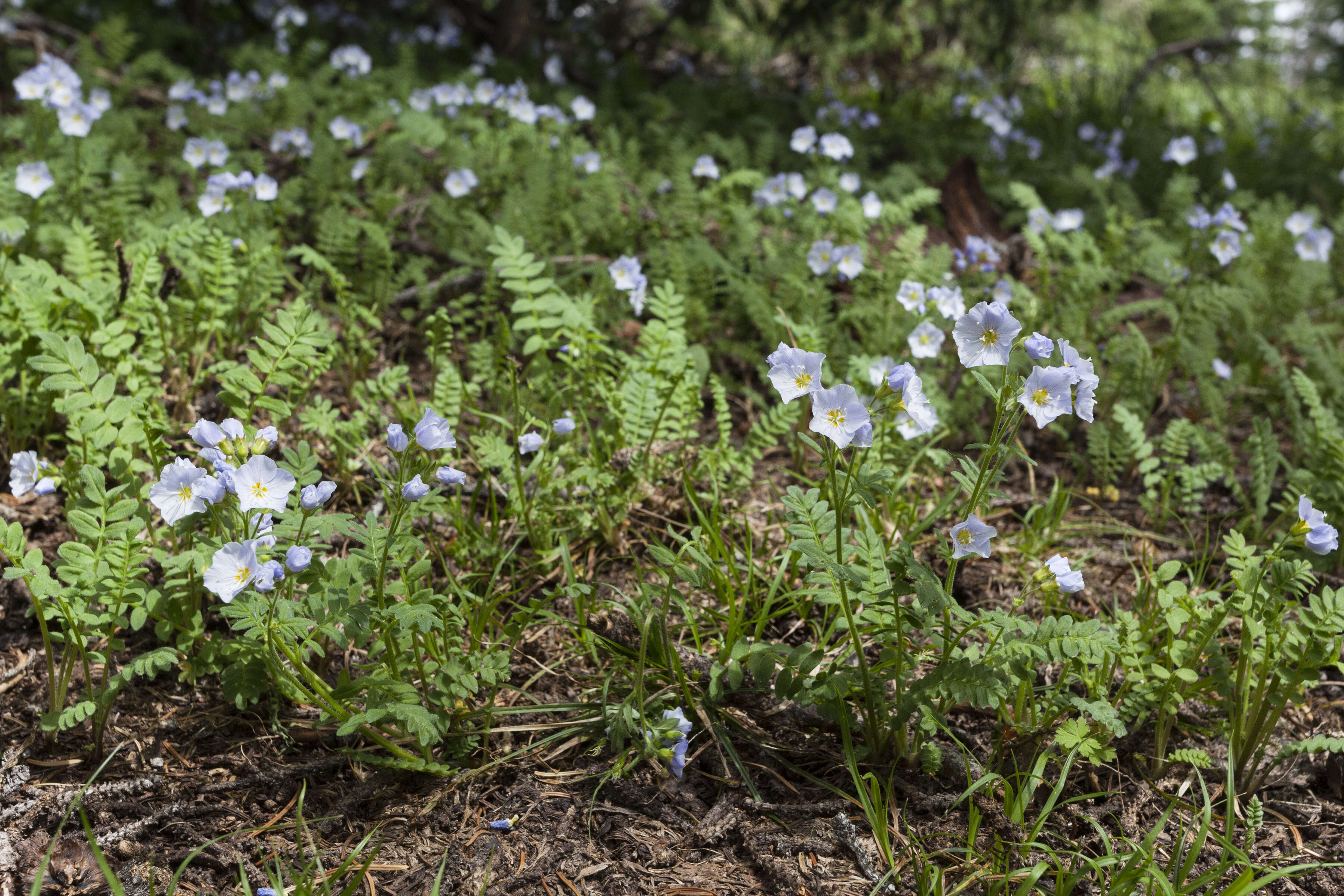 Image de Polemonium pulcherrimum Hook.