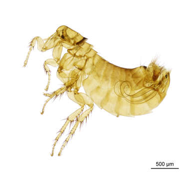 Ceratophyllus hirundinis (Curtis 1826)的圖片