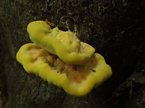 Image of Bracket Fungus