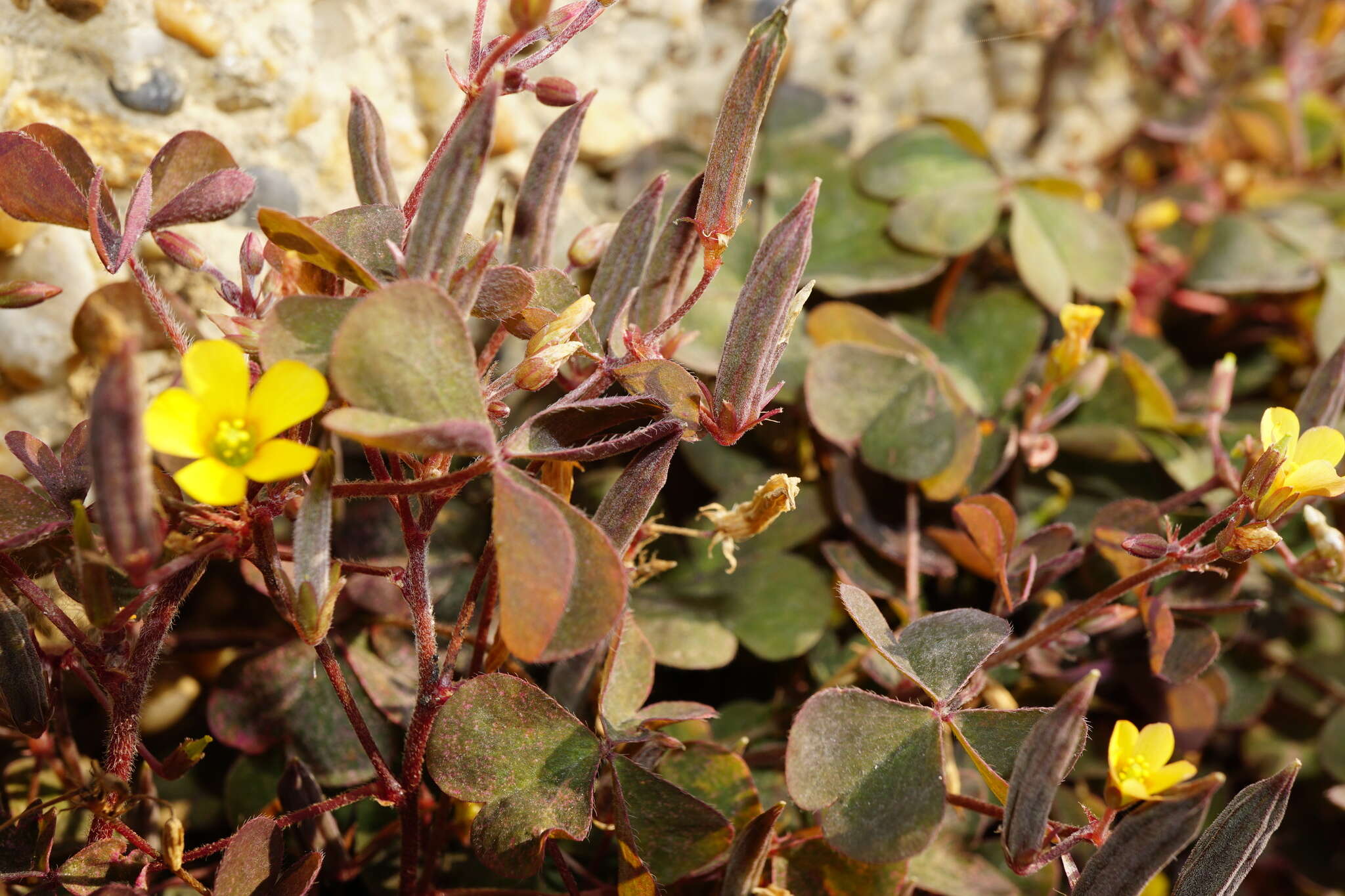 Image of creeping woodsorrel