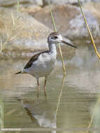 Image of Black-winged Stilt