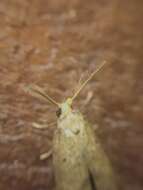 Image of Coprosma shoot borer moth