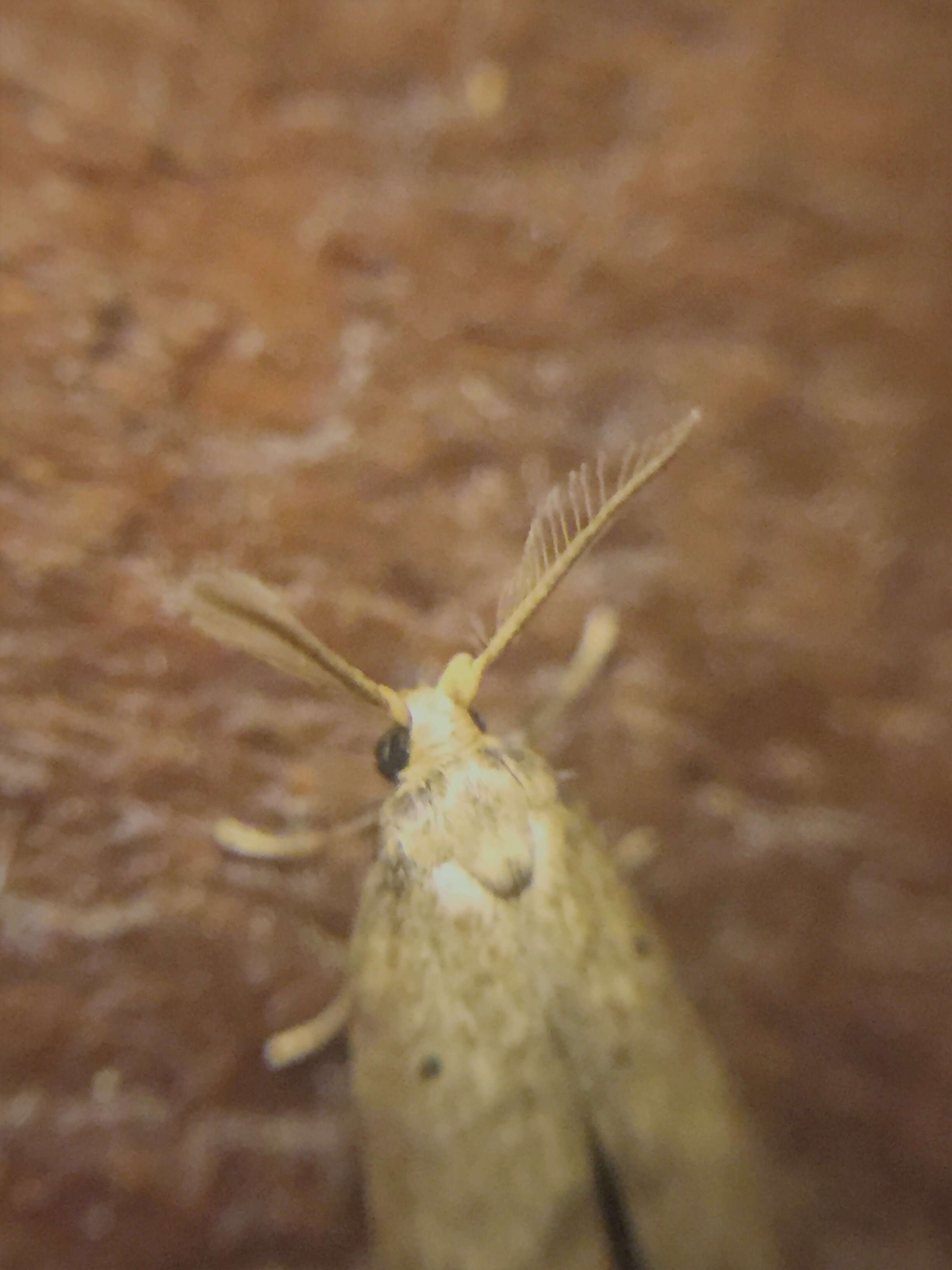 Image of Coprosma shoot borer moth