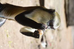 Image of Mona Guenon