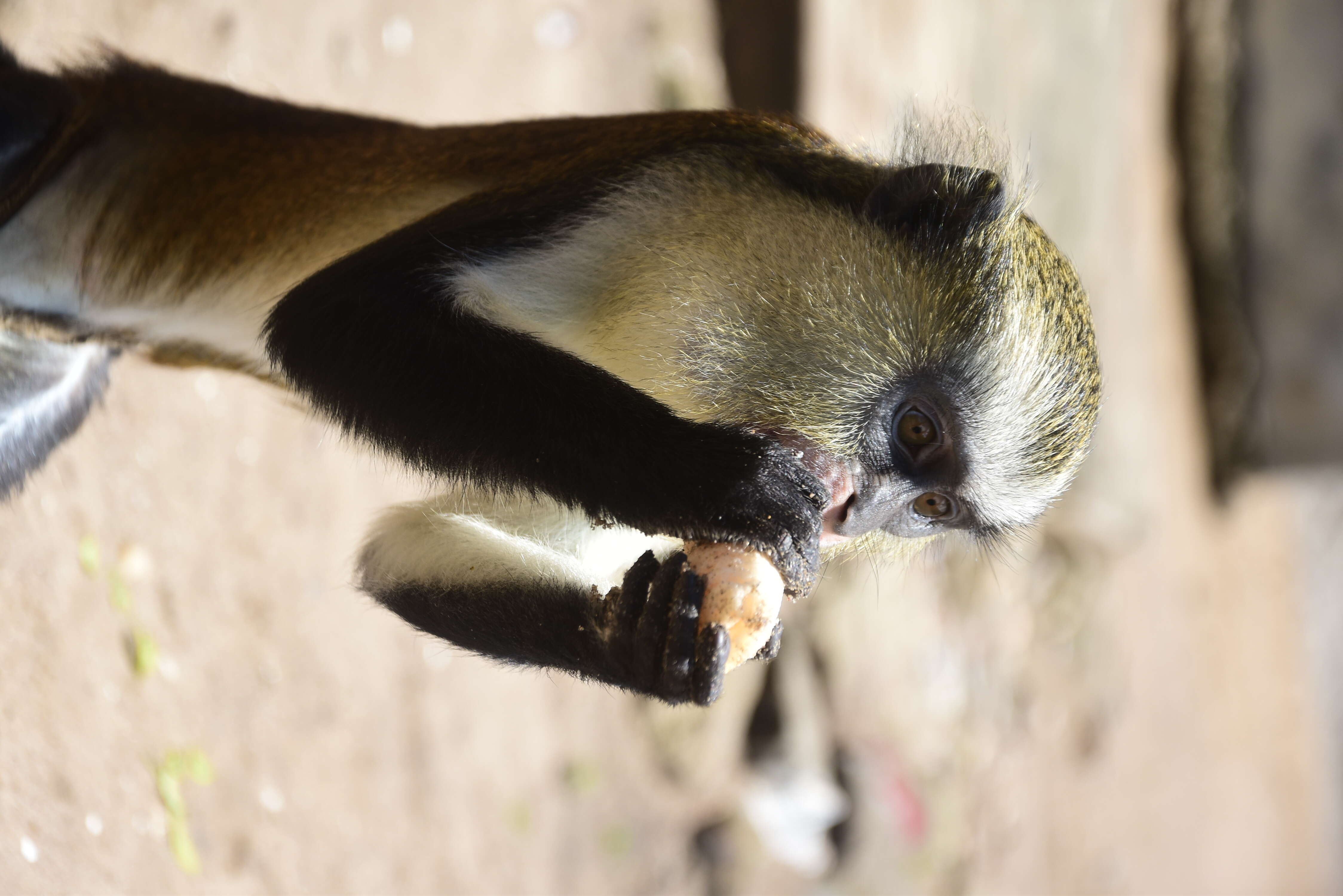 Слика од Cercopithecus mona (Schreber 1775)