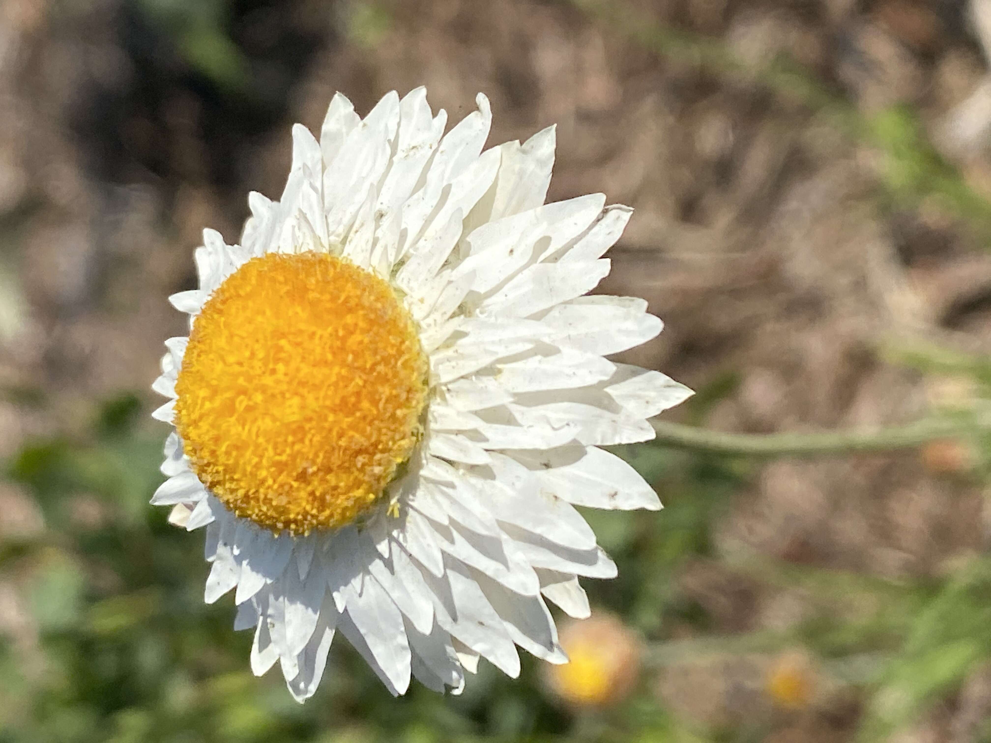 Слика од Leucochrysum albicans (A. Cunn.) P. G. Wilson