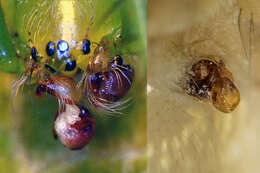 Image de Araneus praesignis (L. Koch 1872)