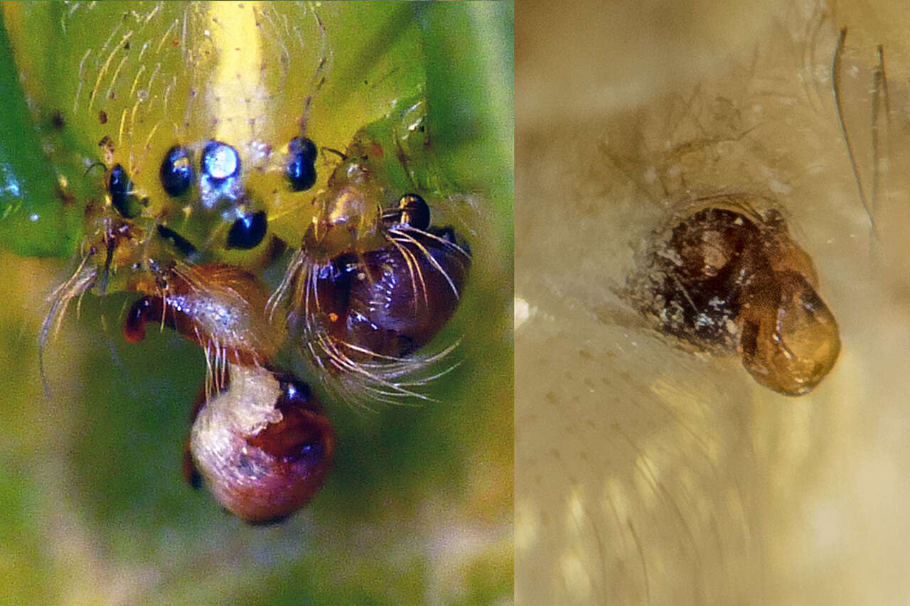 Image de Araneus praesignis (L. Koch 1872)