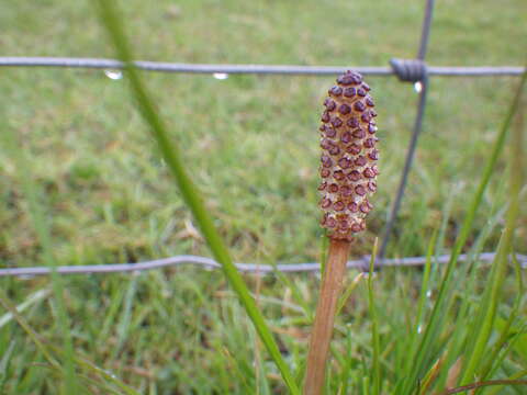 Image of field horsetail