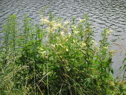 Image of Meadowsweet