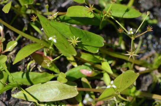 Imagem de Damasonium minus (R. Br.) Buchenau