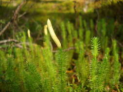 Image of interrupted clubmoss