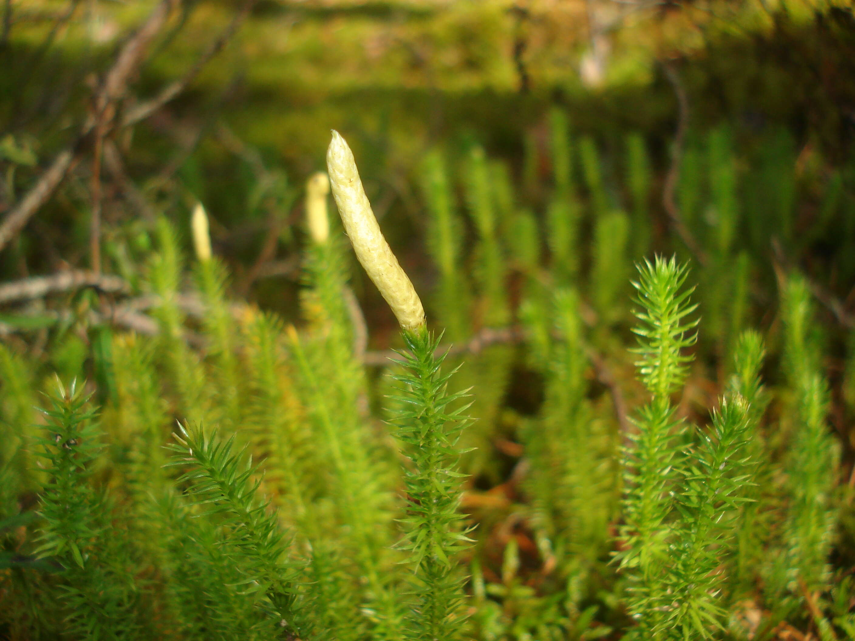 Image of interrupted clubmoss