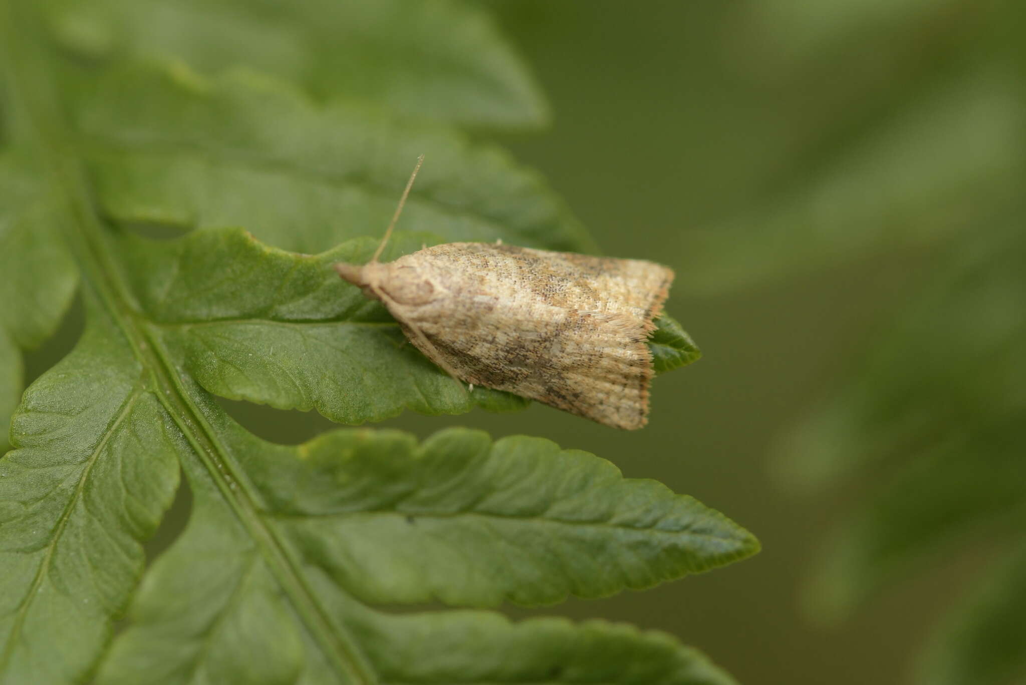 Image of Catamacta gavisana Walker 1863