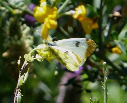 Image of Moroccan Orange Tip