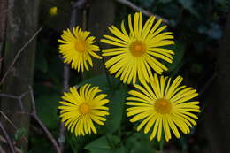 Imagem de Doronicum orientale Hoffm.