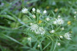 Imagem de Astrantia minor L.