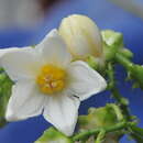 Image of Solanum pachyandrum Bitter