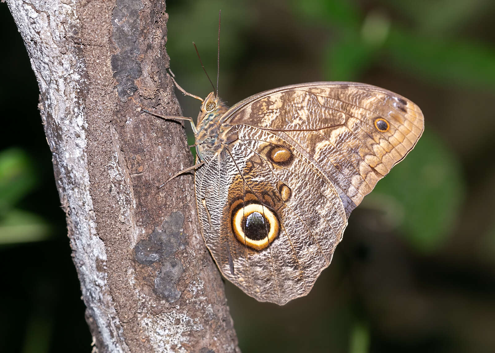 Imagem de Caligo brasiliensis Felder 1862