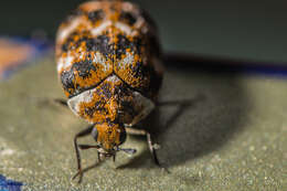 Image of Sacramento Anthicid Beetle